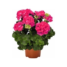 Iran Gül Pembe Sardunya Çiçeği Fidesi 10-20 Cm
