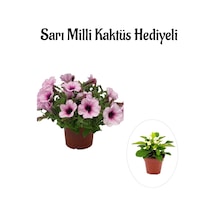 Sevgililer Gününe Özel Askılı Açık Pembe Petunya Çiçeği Sarı Milli Kaktüs Hediyeli