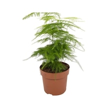 Asparagus Setaceus Tül Salon Çiçeği 1 Adet Saksılı 15-30cm