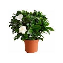Gardenya Çiçeği Bol Kokulu 10-20 Cm
