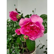 Yediveren Pembe 50-90 Cm Saksılı Aşılı Gül Pink Rose