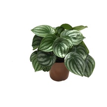 Peperomia Argyreia (Karpuz Çiçeği) Ø12 CM Y20-25 CM