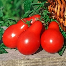 Red Pear Domates Tohumu 15 Tohum