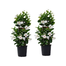 Mandevilla Sarmaşığı - Beyaz 80-100cm