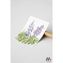 Lupin Botanik İllüstrasyon, Çerçevesiz Yüksek Kalite Duvar Afişi - Ev Dekorasyonu