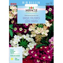 Miracle Karışık Renkli Yer Minesi Verbena Çiçeği Tohumu 100 To