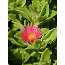 Canlı Renk 30 Adet Buz Çiçeği Fidesi 15-30cm Saksılı Ice Flower
