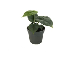 Alocasia 'silver Dragon' Fil Kulağı Ø5,5 Cm Y0-10 Cm