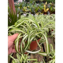 Kurdele Çiçeği 20-30 Cm Saksılı Çiçekli Bodur Bitkiler Chlorophytum Comosum