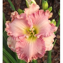 3 Adet   Double Pink Zambak Çiçeği Soğanı Kokulu
