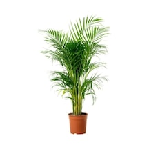Areka Palmiyesi 140-160cm