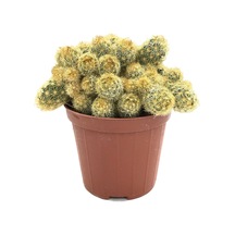 Mammillaria Elongata 'Subcrosea' (Kaktüs) Ø8,5 CM Y10-15 CM