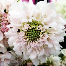 5 Adet Scabiosa Fama White Tohumu