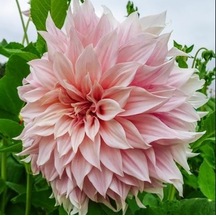 Pembe Dahlia Çiçeği Tohumu 30+ Tohum N113981