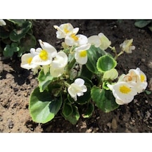 Beyaz Begonya Çiçeği 30 Cm Saksılı