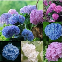Hydrangea Mocnophylla Ortanca Çiçeği, Ortanca Fidanı 1 Adet