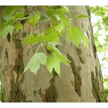 Londra Çınarı Ağacı Platanus X Acerifolia Fidanı 2 Yaş