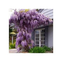 Wisteria Floribunda Mor Salkım Fidanı 10-20 Cm