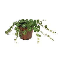 Peperomia Prostrata (Kaplumbağa Kabuğu Çiçeği) Ø5,5 CM Y0-10 CM