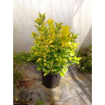 Gold Taflan 10 Adet - Büyük Boy 40 - 50 Cm