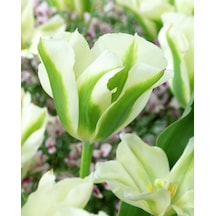 Özel Spring Green Lale Soğanı 5 Adet