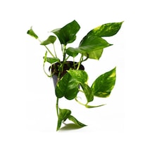 Pothos Alacalı Salon Sarmaşığı Öğretmenler Gününe Özel
