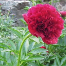 Red Color Peony Kırmızı Renkli Şakayık Çiçeği Yumrusu 1 Adet