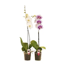 Solo Plant Orkide Q12