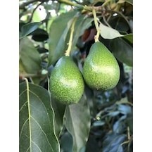 Aşılı Tüplü 2 Yaş Zutano Avokado Boy 80-110 Cm