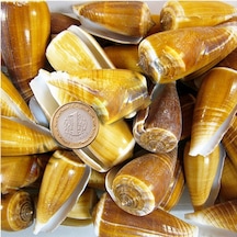 Tahtakale Toptancı Conus Magus Kiloluk Deniz Kabuğu 1 Kg