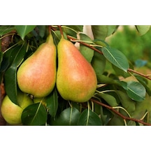 Etruşka Armut Fidanı "pyrus Communis" 2 Yaşında Tüplü