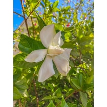Videolu Ithal Muhteşem Kokulu 1 Adet Gardenya Çiçeği 30-45cm Saksılı Gardenia Flower