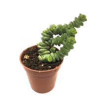 Crassula Marnieriana Tırtıl Sukulent