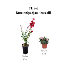 2'li Set Kırmızı Oya Ağacı Fidanı+ Karanfil Dış Mekan Bitkisi