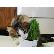 50 Adet Tohum Kedi Çimi Tohumu Çim Tohumu Kedi Çimi Saksı Toprak Sürpriz Hediye Tohumla Gönderilir..