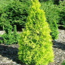 Altuni Mazı Fidanı 25-35 Cm