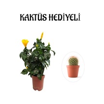 Sarı Renk Japon Gülü Çiçeği Sevgililer Gününe Özel Kaktüs Hediyeli