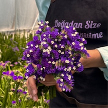 Deniz Lavantası Limonium Siniuatum-1 Demet