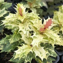 Osmanthus Heterophyllus Alacalı Fidan 1-2 Yaş Arası