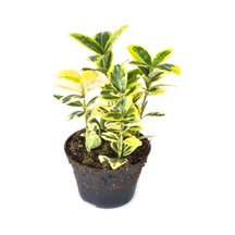 Favori Ürün Altuni Gold Taflan Doğal Çit 25 45 Cm 1 Adet Saksılı Dış Mekan Bitkisi Euonymus