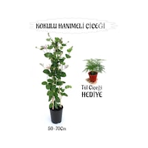 Mis Kokulu Hanımeli Çiçeği 1 Adet+tül Kuşkonmaz Çiçeği Peyzaj Seti