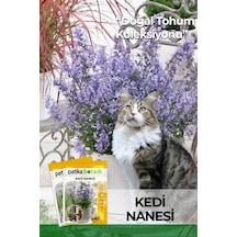 100 Adet Kedi Nanesi Çiçek Tohumu