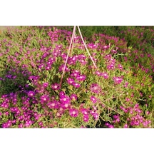 Acem Halısı Pembe Renkli 5 15 Cm 1 Adet Saksılı/tüplü Bahçe Bitkisi
