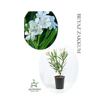 Beyaz Renk Zakkum Çiçeği Fidanı 1adet Saksılı 30-60cm Yaz Bitkisi