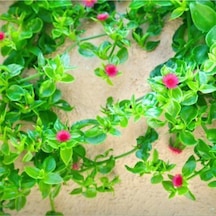 Mezarlık Çiçeği Uzun Ömürlü 10 Adet Tüplü Çiçekli Bodur Bitkiler Columbine Flower