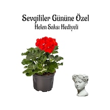 Kadınlar Gününe Özel Kokulu Kırmızı Renk Sardunya Çiçeği Helen Saksı Hediyeli