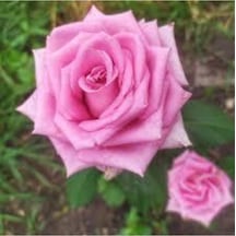 5 Adet Tohum Nadir Mis Kokulu Organik Pembe Gül Ağacı Ağaç Tohumu Saksı Toprak Hediye