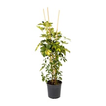 Videolu Alacalı Şeflera 70 100 Cm 1 Adet Saksılı Iç Mekan Bitkisi Schefflera