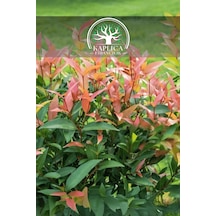 Alev Çalısı Fidanı Çit Bitkisi Photinia 80-90 Cm