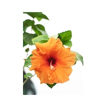 Videolu Turuncu Japon Gülü Çiçeği Fidanı 40-60 Cm Saksılı Çiçekli Bodur Orange Japanese Quince